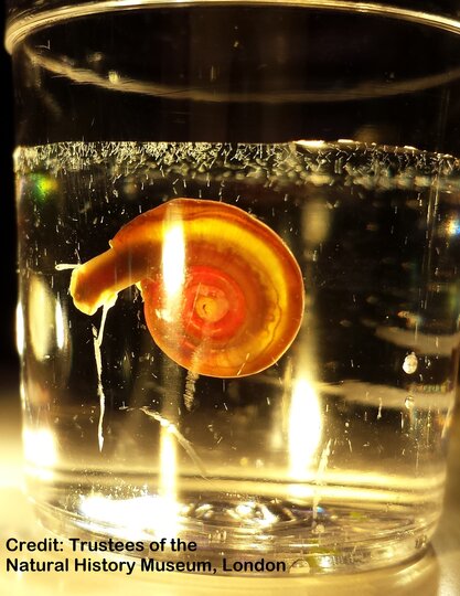 Biomphalaria snail with schistosome cercariae in a glass of water. Trustees of the Natural History Museum, London