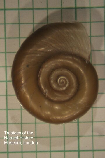 A Biomphalaria snail, intermediate host snail of S. mansoni. Image copyight Trustees of the Natural History Museum, London