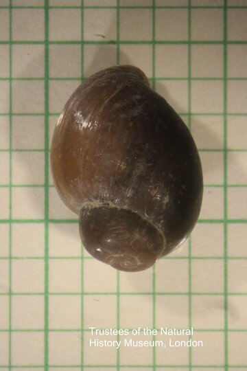 A Bulinus snail, intermediate host snail of S. haematobium. Image copyight Trustees of the Natural History Museum, London