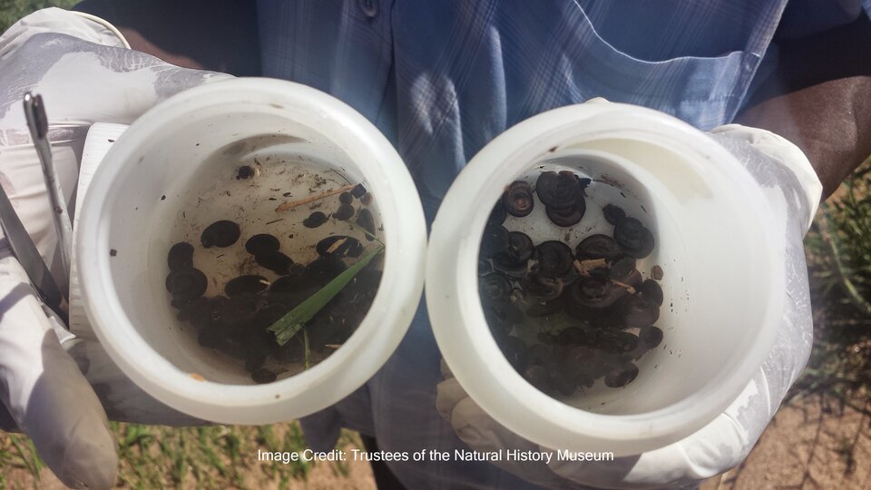 Biomphalaria snails in two plastic pots. Image credit Trustees of the Natural History Museum, London