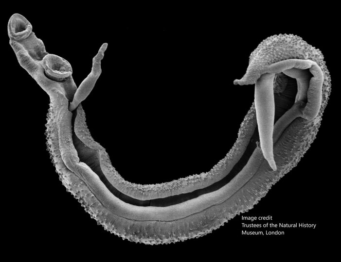 Scanning electron microscope of S. nasale worm pair (cattle schistosome). Image credit Trustees of the Natural History Museum, London