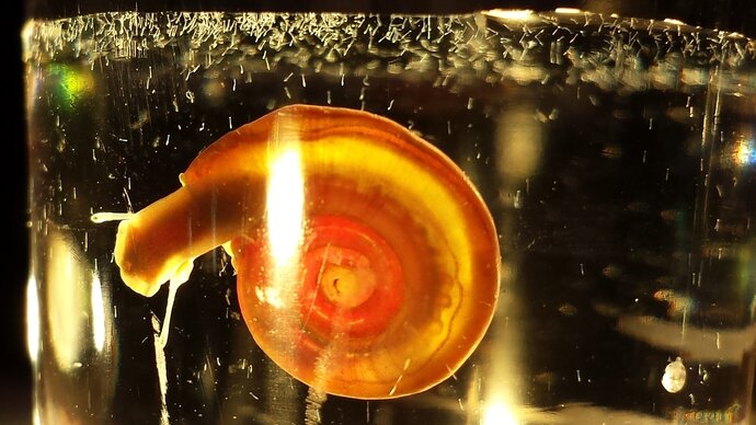 Snail in water with larval stage, cercariae, emerging into the water. Copyright Trustees of the Natural History Museum, London