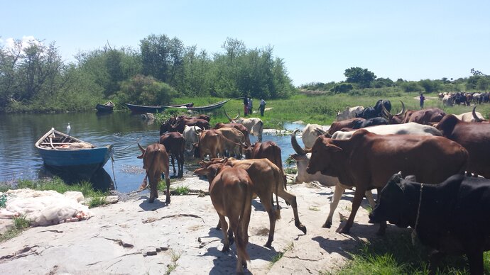 Cattle entering a lake where a small fishing boat sits. People are in the distance. Image credti: Trustees of the Natural History Museum