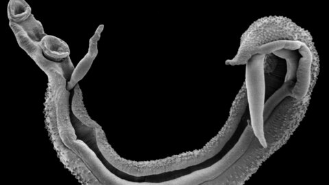 Schistosome worm pair. Copyright of the Trustees of the Natural History Museum Scanning electron microscope image of a schistosome worm pair. Trustees of the Natural History Museum