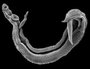 Scanning electron microscope image of a schistosome worm pair