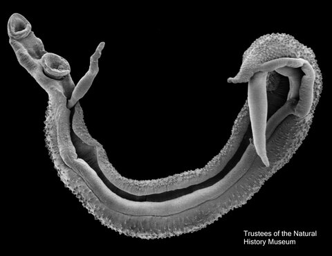 Scanning electron microscope image of Schistosoma worm pair. Image credit Trustees of the Natural History Museum, London