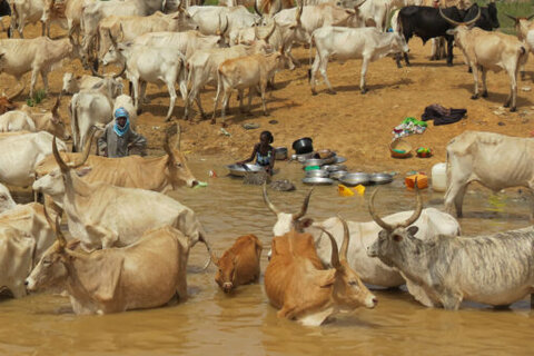 lifestock in water, women are washing clothes in the background