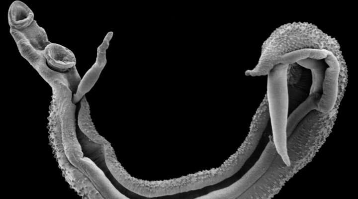 A scanning electron micropscope image of the a schistosome worm pair. Image Trustees of the Natural History Museum, London